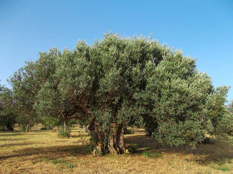 Casa Giafari