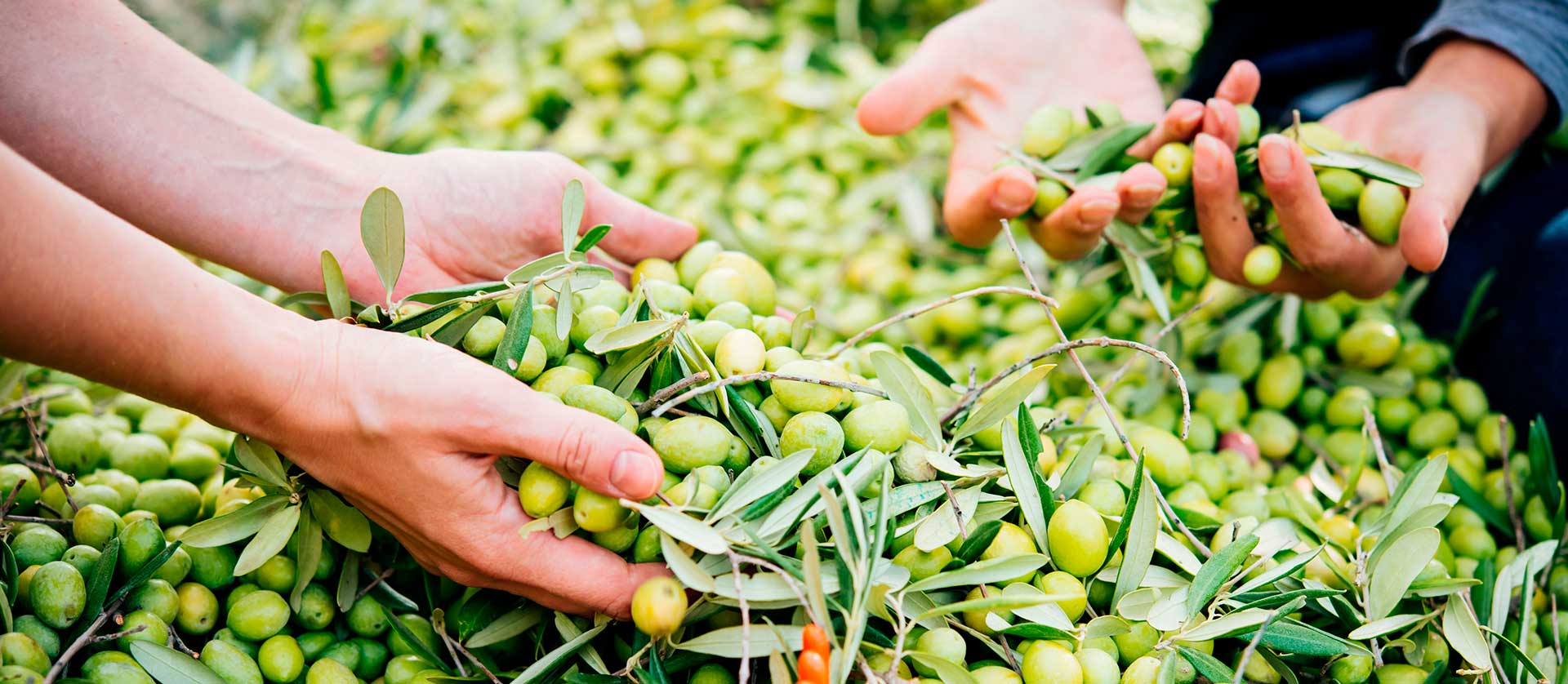 Ecosostenibilità -