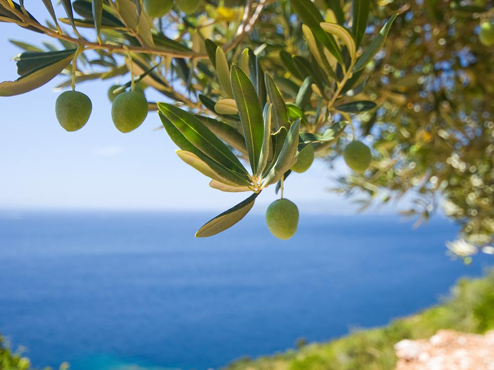 Olive siciliani, Casa Giafari