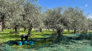 OTTOBRE E NOVEMBRE SONO I MESI DELLA RACCOLTA DELLE OLIVE 